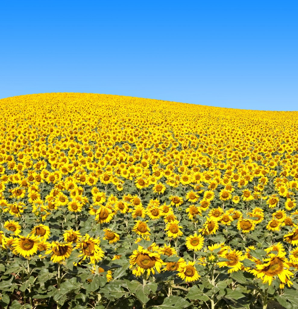 sunflowers.Fotolia-989x1024