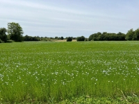 Gorgeous Farmhouse With Beautiful Living Space And Walled Garden