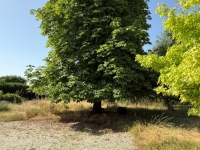 Charming Stone Village House – 8 Rooms – Enclosed Garden (1972m²) and Outbuildings