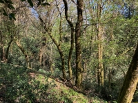 Two-House Property with Wooded Park – Charm & Serenity by the Charente River