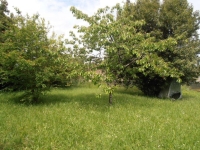 Exclusive! Pretty 2 Bedroomed Cottage With Courtyard/Garden and Orchard