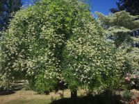 Magnifique Propriété avec son Jardin digne des plus Grands Paysagistes