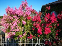 Magnifique Propriété avec son Jardin digne des plus Grands Paysagistes