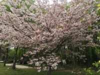 Magnifique Propriété avec son Jardin digne des plus Grands Paysagistes