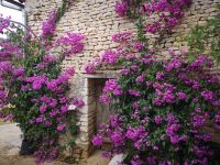 Magnifique Propriété avec son Jardin digne des plus Grands Paysagistes