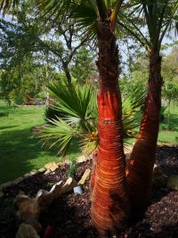 Magnifique Propriété avec son Jardin digne des plus Grands Paysagistes