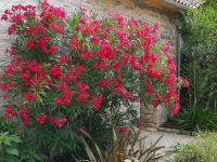 Magnifique Propriété avec son Jardin digne des plus Grands Paysagistes